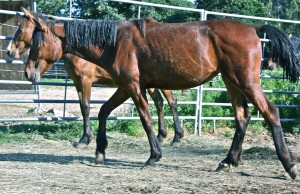 When she arrived as a yearling, Bella (another Carter Reservoir horse) moved with her tail held stiffly out behind, a sign that her spine was damaged. Her first willing contact with people was to let them massage the muscles of her hindquarters. 