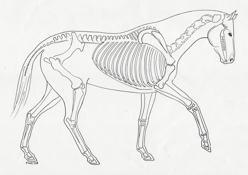 Notice the natural curves of the spine in a relaxed, healthy horse.